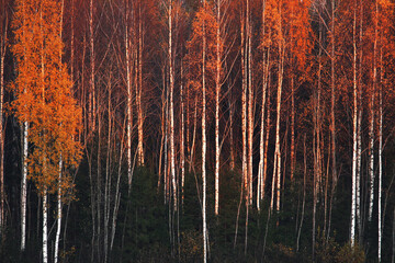 An autumnal Birch grove during fall foliage in Estonia. 