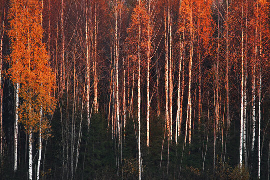 An autumnal Birch grove during fall foliage in Estonia. © adamikarl