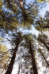 Looking up at the sky through pine trees in woods