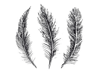 Feathers on white background. Hand drawn sketch style.	