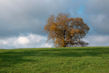 Fototapeta na wymiar autumn landscape with yellow tree on green field