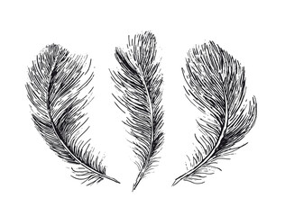 Feathers on white background. Hand drawn sketch style.	