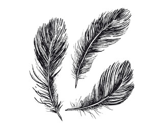 Feathers Hand drawn sketch style, vector.
