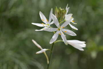 Graslilie