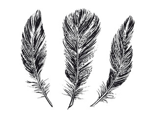 Feathers on white background. Hand drawn sketch style.	