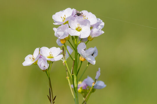 Close up of a cuckooflower (cardamine pratensis) in bloom