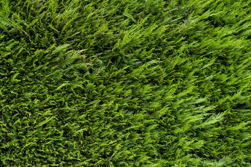 texture and background: evergreen bushes 