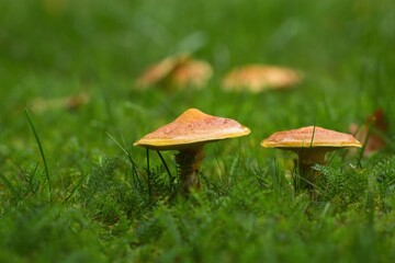 Zwei Pilze im Herbst in grüner Wiese