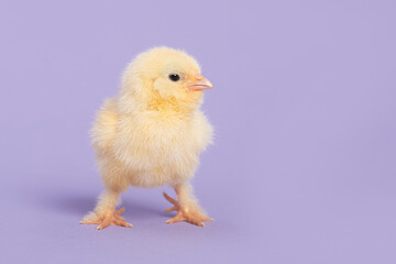 Cute yellow young chicken seen from the front on a purple background with space for copy