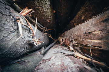 View from the inside of the log warehouse - damage to the bark on tree trunks - felling