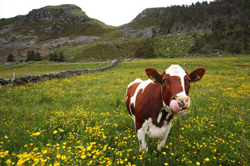 A colorful cow licking its nose on a summery pasture in coastal Norway.  © adamikarl