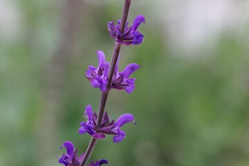 Obraz premium Flower of a lilac sage, Salvia verticillata