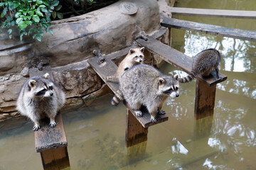 raccoons sit on wooden bridges  