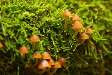 Eine Gruppe kleiner Pilze wächst im Herbst aus grünem Moos im Wald