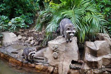 cute raccoons on a rock  