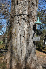 Tree trunk with adress signpost