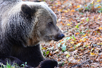 Fototapeta premium Brown bear in natural environment