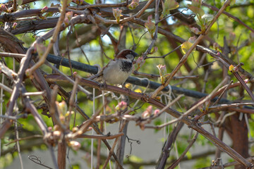 Sparrow on the fence with a fly