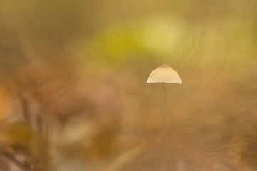 Little mushroom in autumn in the forest with dreamy bokeh