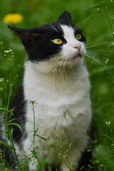 Village black white cat in the grass