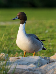Northern Pintail Anas acuta Costa Ballena Cadiz