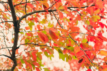Red, green, and orange fall leaves of a black gum tree