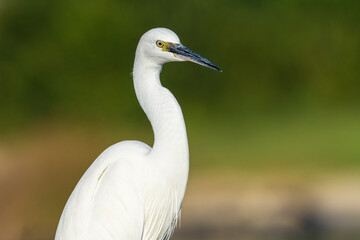 Little Egret Egretta garzetta Costa Ballena Cadiz