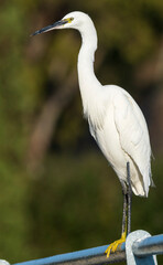 Little Egret Egretta garzetta Costa Ballena Cadiz