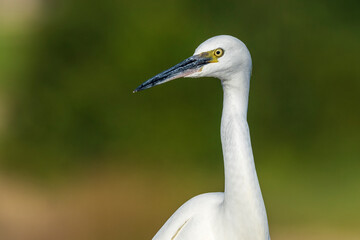 Little Egret Egretta garzetta Costa Ballena Cadiz