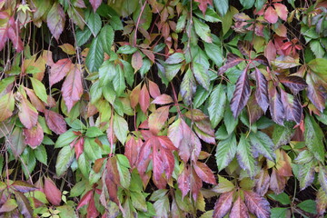Virginia creeper autumn leaves for background Winobluszcz dzikie wino jesienią tło © Anna