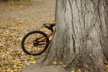 Bicycle behind tree in autumn park