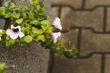 Kwiaty w donicy z zielonymi liśćmi na tle kostki brukowej © Kamil Cukrowski