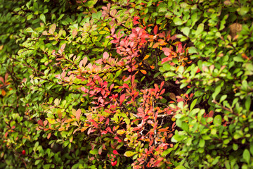 Zielone krzewy z czerwonym akcentem © Kamil Cukrowski