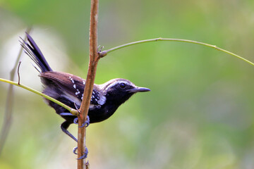 male of the White-fringed Antwren (Formicivora grisea) perched on a branch