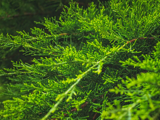 Beautiful bright green branches of fir. Close-up of lush branches of Thuja tree. Natural christmas wallpaper or background