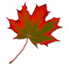 October fallen maple leaf with detailed contours inside