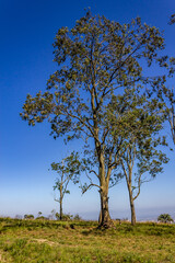 Vegetation and Porto Alegre cityview from Morro Santana
