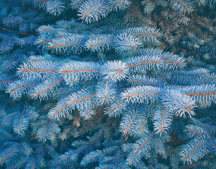 Blue spruce tree branches background. Close-up of Beautiful Colorado spruce.
