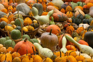 Collection of huge pumpkins, of all shapes, colors and sizes, exhibited in baskets or on the...