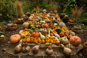 Collection of huge pumpkins, of all shapes, colors and sizes, exhibited in baskets or on the...