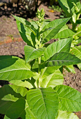 Tobacco plant (Nicotiana tabacum) on garden, Rio, Brazil 