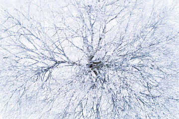An abstract aerial of a snowy tree with frozen branches in wintery Estonia. 