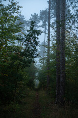 Obraz premium Herbstliche Landschaft im Nebel