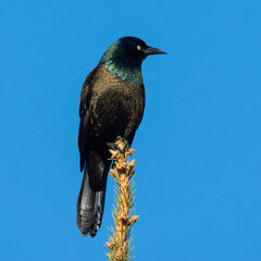 Grackle on Conifer