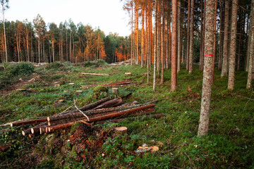 A fresh clear-cut area with logs and branches next to a forest strip.  © adamikarl