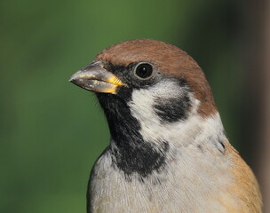 Tree sparrow (Passer montanus) super close-up headshot, looking towards  camera, with blurry natural dark green background behind.