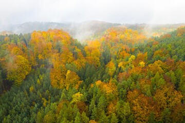 Aerial view on the colorful autumn or fall fir or foliage forest covered by clouds