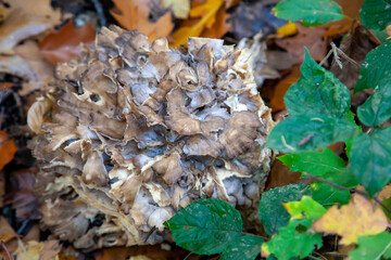 Pilze