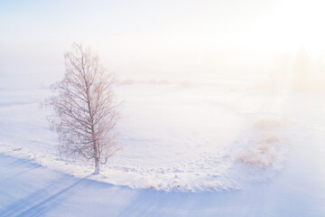 An aerial of a lonely birch tree in a snowy landscape on a foggy winter morning in Estonia countryside. 