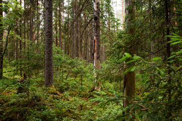 A lush coniferous old-growth forest in Estonia during summertime. 